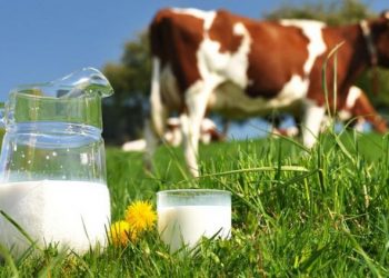 Bayi Alergi Susu Sapi