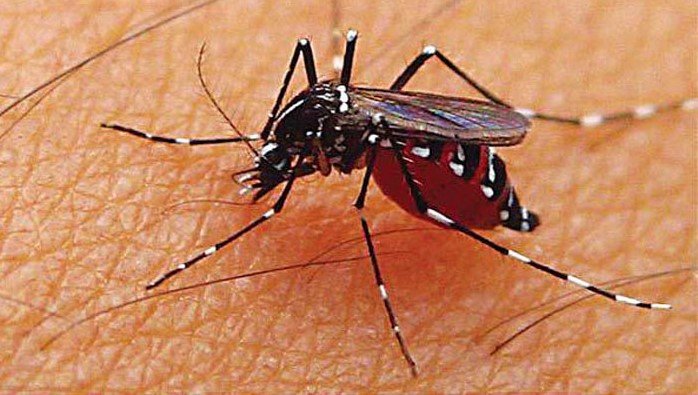 Diperantarai oleh nyamuk Aedes aegypti
