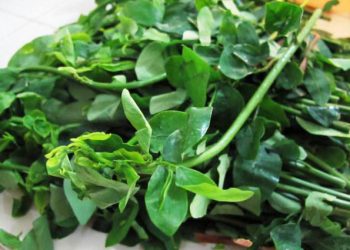 Katuk Memperlancar ASI! Mitos Atau Fakta?