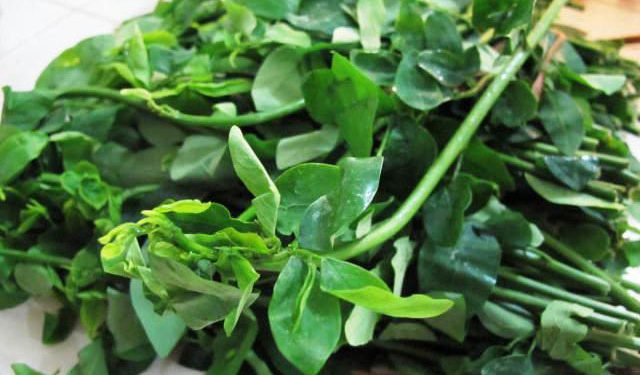 Katuk Memperlancar ASI! Mitos Atau Fakta?