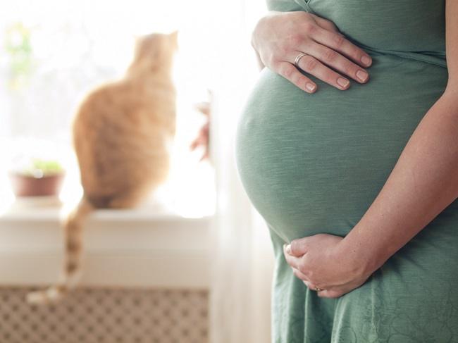 Mitos Tidak Boleh Memelihara Kucing Saat Hamil