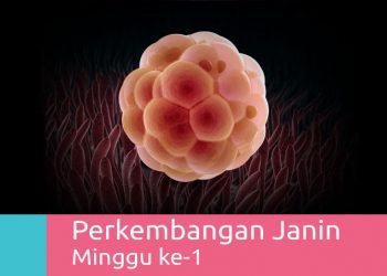 Mams, Ini Dia Perkembangan Janin 1 Minggu
