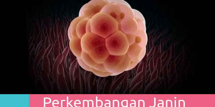 Mams, Ini Dia Perkembangan Janin 1 Minggu