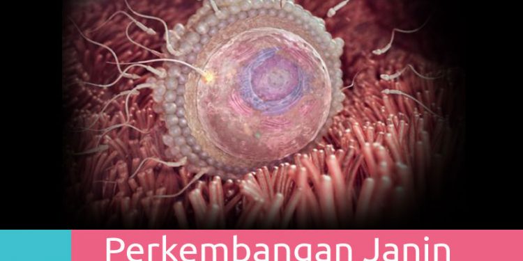 Perkembangan Janin 2 Minggu Pertama