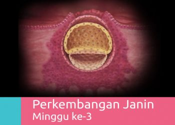 Perkembangan Kehamilan 3 Minggu