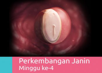 Perkembangan Kehamilan 4 Minggu