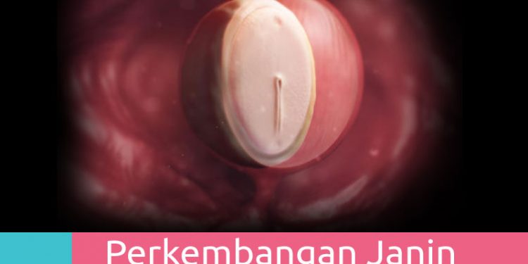 Perkembangan Kehamilan 4 Minggu