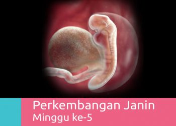Perkembangan Janin 5 Minggu – Panduan, Ciri & Gejala Kehamilan