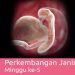 Perkembangan Janin 5 Minggu – Panduan, Ciri & Gejala Kehamilan