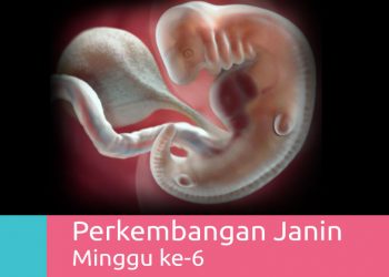 Perkembangan Kehamilan 6 Minggu