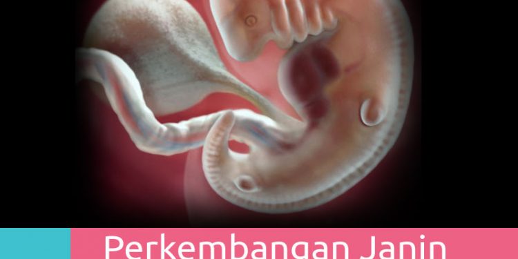 Perkembangan Kehamilan 6 Minggu – Mamapapa.id