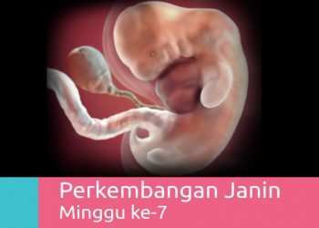 Perkembangan Kehamilan 7 Minggu