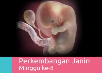 Perkembangan Kehamilan 8 Minggu