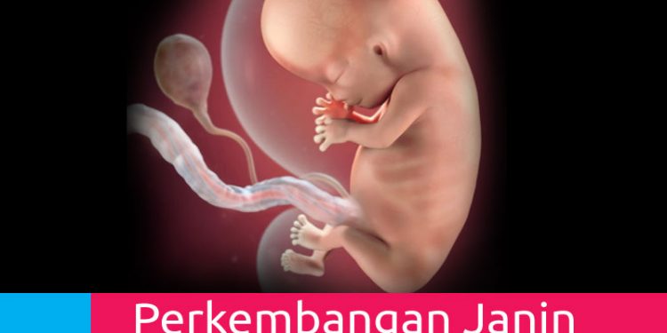 Perkembangan Kehamilan Usia Janin 10 Minggu