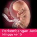 Perkembangan Kehamilan Usia Janin 10 Minggu
