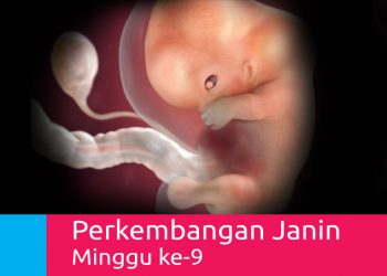 Perkembangan Kehamilan Usia 9 Minggu