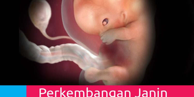 Perkembangan Kehamilan Usia 9 Minggu