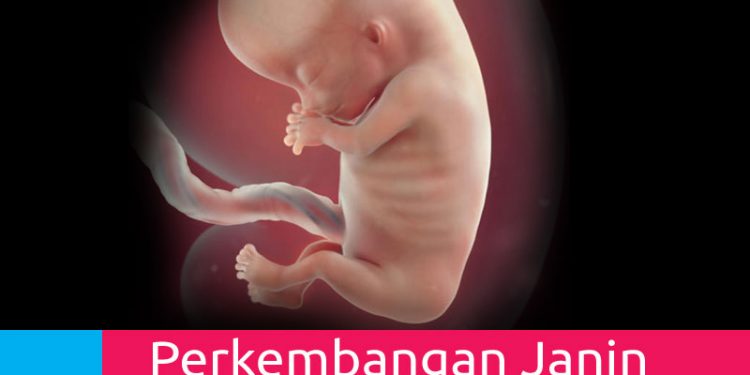 Perkembangan Kehamilan 11 Minggu