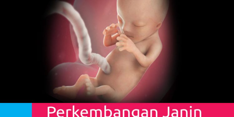 Perkembangan Kehamilan 12 Minggu