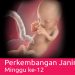 Perkembangan Kehamilan 12 Minggu