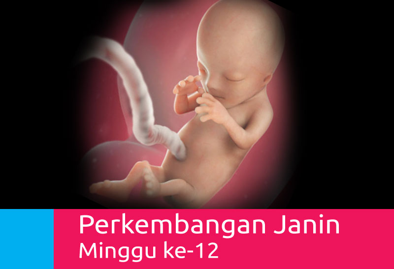 Perkembangan Kehamilan 12 Minggu - Mamapapa.id