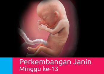 Perkembangan Kehamilan 13 Minggu
