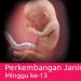 Perkembangan Kehamilan 13 Minggu