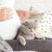 Memelihara Kucing saat Hamil Sebabkan Infeksi Virus Tokso?