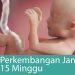 perkembangan janin 15 minggu