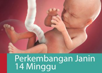 Ma, Ketahui Perkembangan Janin Usia 14 Minggu