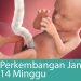 Ma, Ketahui Perkembangan Janin Usia 14 Minggu