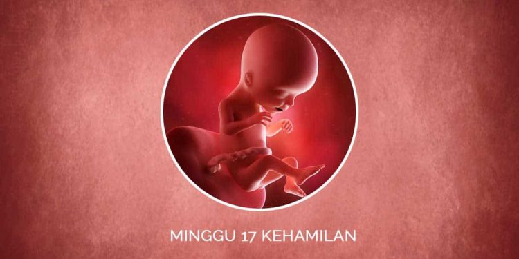 hamil 17 minggu