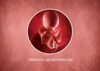 Ini Lho Mam, Perkembangan Janin 18 Minggu!