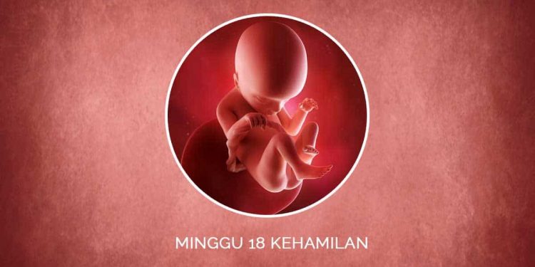 Ini Lho Mam, Perkembangan Janin 18 Minggu!