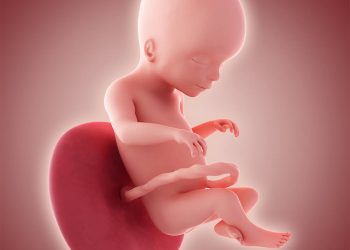 Perkembangan Janin 20 Minggu