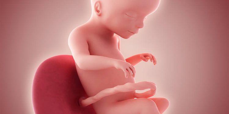 Perkembangan Janin 20 Minggu