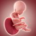 Perkembangan Janin 20 Minggu