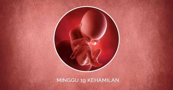 Mams Ini Lho, Perkembangan Janin 19 Minggu Dalam Kandungan