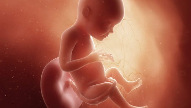 Fase Penting Dalam Perkembangan Janin 28 Minggu