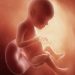 Fase Penting Dalam Perkembangan Janin 28 Minggu