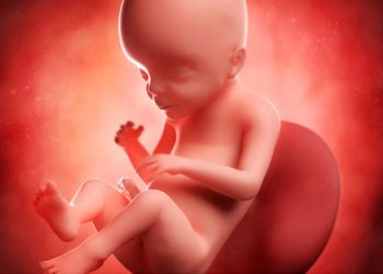 perkembangan janin 23 minggu