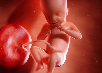 Perkembangan janin 21 minggu