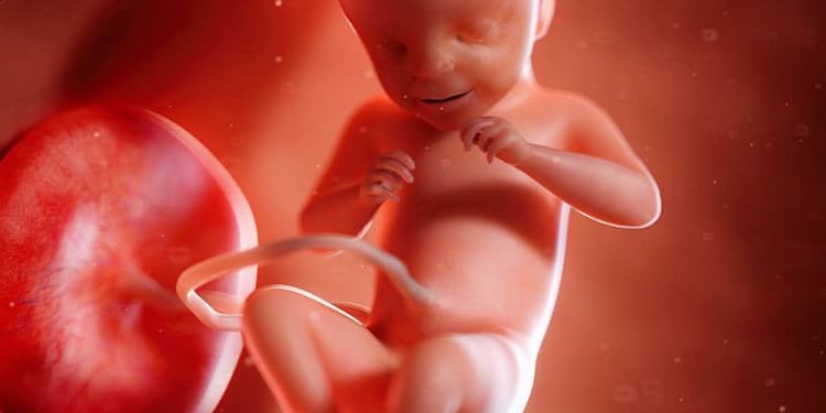 Perkembangan janin 21 minggu