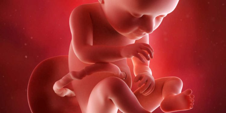 perkembangan janin 37 minggu