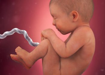 perkembangan janin 38 minggu