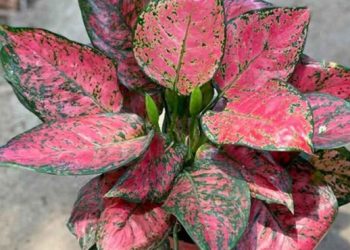 Harga Tanaman Meroket Pencurian Tanaman Hias Meningkat, Awas Ma!