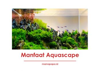 Terapi Aquarium Bikin Sehat Fisik dan Mental Lho!