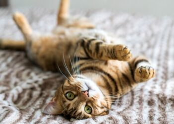 Ampuh! 4 Hobi Menghilangkan Stres Saat Pandemi