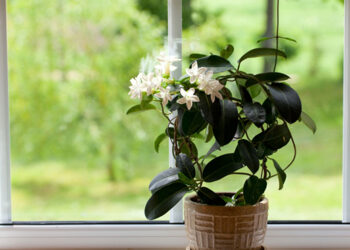 5 Tanaman Hias dalam Ruangan yang Bermanfaat Bagi Kesehatan
