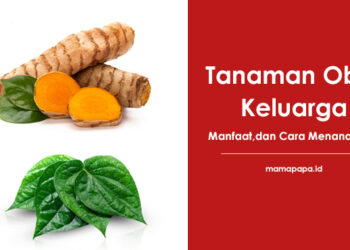 Tanaman Obat Keluarga, Manfaat,dan Cara Menanamnya